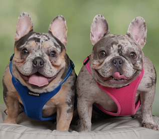 Chunky & Moose